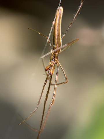 Long-jawed Spider (za) (Tetragnatha sp)